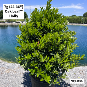 May 2026 7g Oak Leaf Holly Website